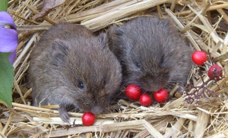 prairie_voles