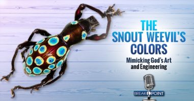 The Snout-Weevil’s Colors - Mimicking God’s Art and Engineering